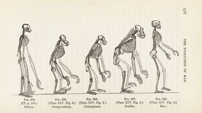 Почему на Земле все еще есть обезьяны: ученые объясняют принципы эволюции