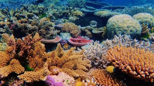Жара сжимает хватку: к 2100 году 80% кораллов столкнутся со смертоносной болезнью