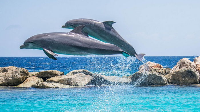 В Японии дельфины напали на людей