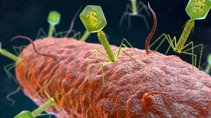 Ученые научили вирусы выискивать и уничтожать бактерии в нашем организме