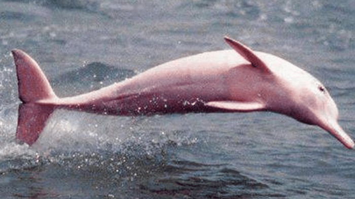 «Никогда не видел ничего подобного»: рыбак заметил редчайших розовых дельфинов (видео)