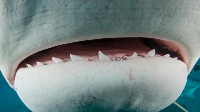 Почему акулы теряют тысячи зубов и как они остаются острыми
