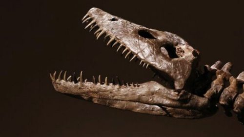 В Нью-Йорке на аукционе выставят останки морской рептилии, жившей 190 млн лет назад