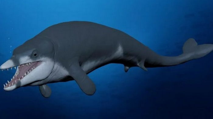 В Египте обнаружили останки уникального древнего кита: он жил 41 млн лет назад (фото)
