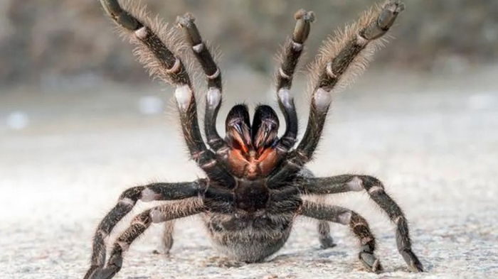Персидская Златовласка. Ученые обнаружили новый вид тарантула с волосками из «золота» (фото)