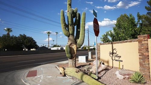 Высасывает воду или лишает сил. Рекордная жара «косит» даже самые стойкие кактусы