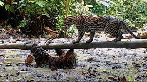 Очень ленивая драка. Ученые показали редкие кадры противостояния дикой кошки и ленивца (видео)