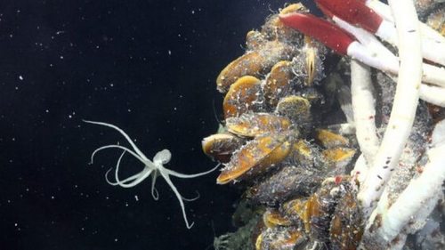 Под морским дном Земли впервые обнаружили жизнь (видео)