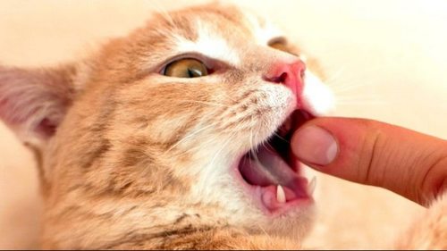 Самый странный укус в мире. Бездомная кошка заразила мужчину неизвестной науке инфекцией