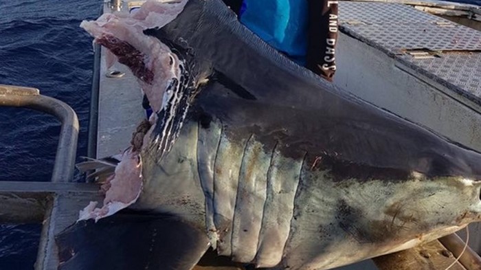 Австралийский рыбак выловил гигантскую голову мертвой акулы