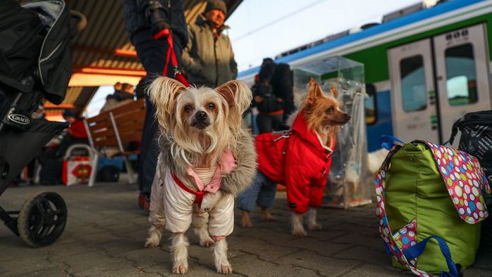 Еще одна страна ЕС отменяет упрощенные правила ввоза животных из Украины: детали