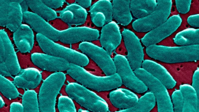 «Плотоядные» бактерии убили 3 человека в двух штатах США: что известно