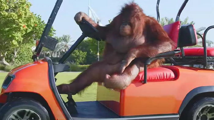 Самка орангутанга научилась водить электрокар (видео)