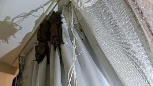 В Луцке в квартиру залетели около 30 летучих мышей