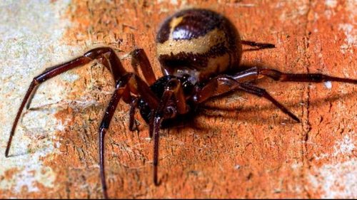 Ученые показали, как крошечный паук поедает мышь в 10 раз больше себя (видео)