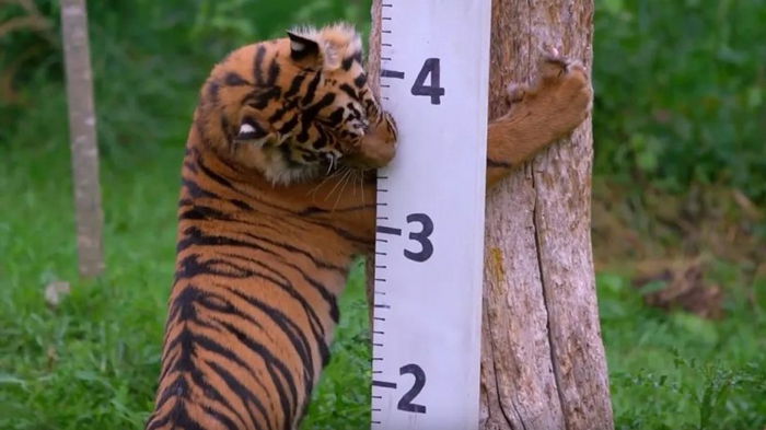 В Лондонском зоопарке рассказали, как им удается заманить тигра на весы (видео)