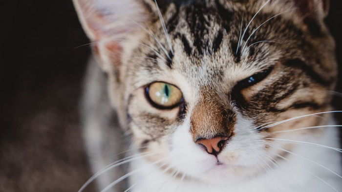 Окончательный ответ: понимают ли кошки человеческий язык и как они общаются с хозяевами