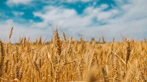 В РФ заявили о рекордном экспорте зерна в августе