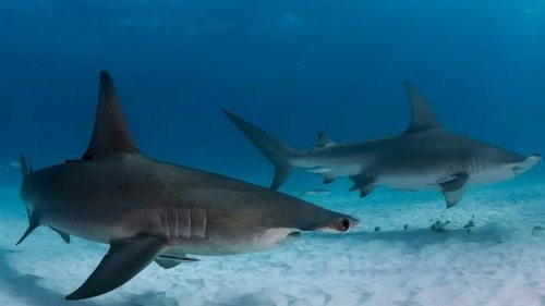 Нечто заставляет сотни акул собираться в одной точке океана