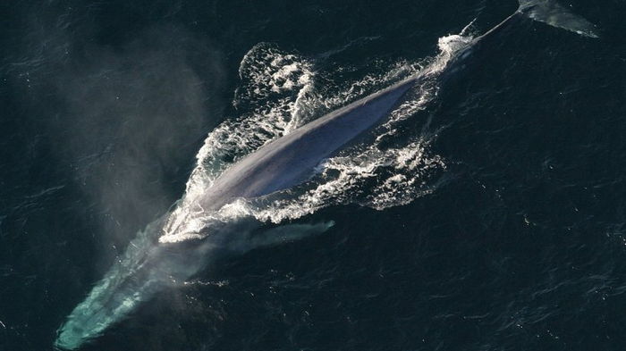 Борьба длиною в столетия. Ученые назвали виновного в полном истреблении двух видов китов
