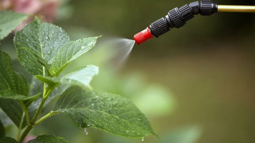 Правила внесения инсектицидов на огороде: защита растений