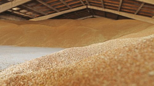 Ефективна боротьба зі шкідниками: вибір методів і стратегій