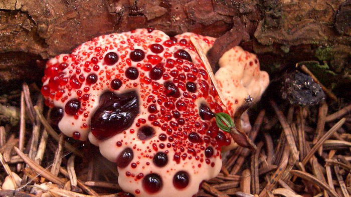 Дьявольский кровоточащий зуб. Ужасающий гриб в будущем может стать спасением человечества