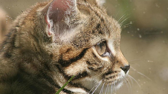Более 60% убийств. Самый смертоносный кот в мире весит всего 2 кг: какая его особенность (фото)