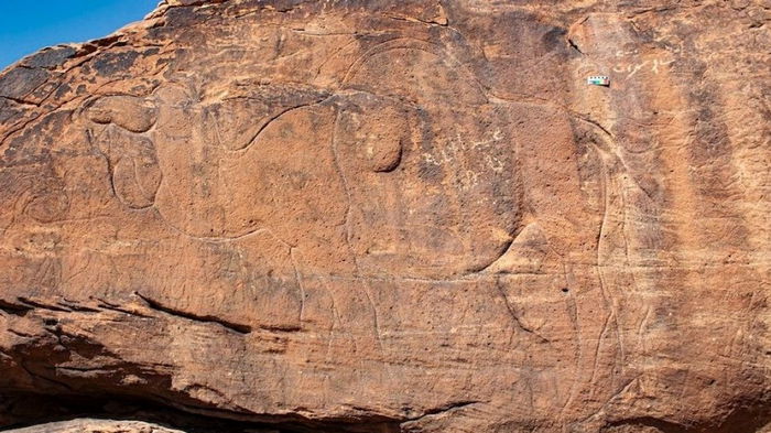 Высечены на скале. В пустыне Саудовской Аравии найдены таинственные изображения верблюдов (фото)