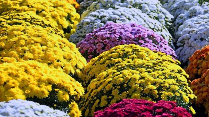 Саженцы хризантем: уход, выращивание и особенности выбора