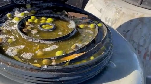 В Испании изъяли украденные оливки стоимостью €500 тысяч