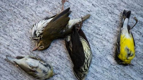 За день в Чикаго погибла тысяча птиц, врезавшись в многоэтажку