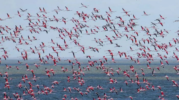 В Одесскую область прилетели более 1000 розовых фламинго