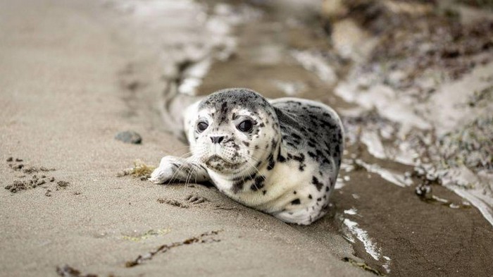 В Латвии попросили воздержаться от поездок на море из-за тюленей