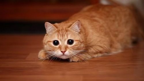 Тревога или любопытство: что на самом деле означает выражение морды вашей кошки