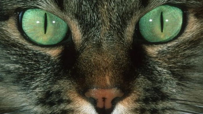 За разнообразный цвет глаз кошек отвечает один необычный предок: что выяснили ученые