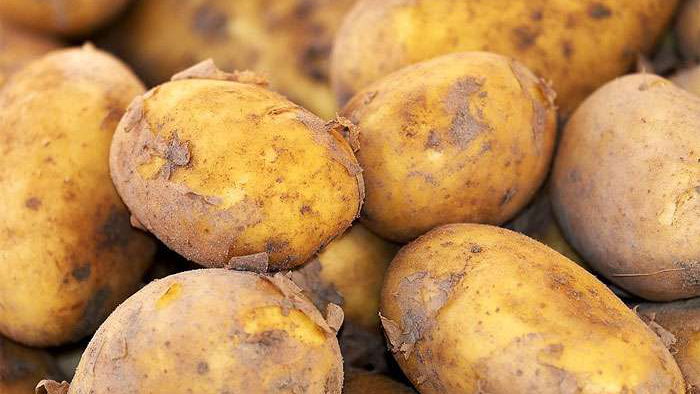 Оптовая цена на картофель за год выросла более чем в два раза