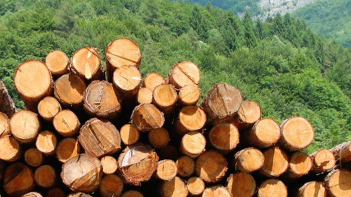 В Украине выдали первый е-сертификат о происхождении древесины: почему это важно