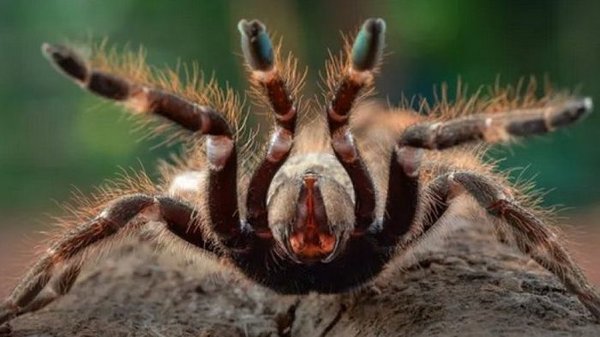 Смертельно опасное покрытие тела ядовитых пауков: почему тарантулы такие волосатые (фото)