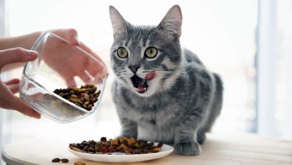 Сухой корм для кошек: как сделать правильный выбор