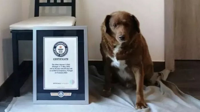 Бобби приостановили титул «старейшего пса в мире» из-за сомнений в его возрасте