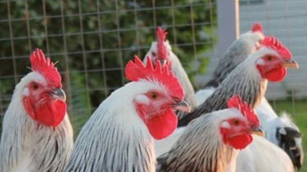 На Кировоградщине зафиксирована вспышка высокопатогенного гриппа птицы