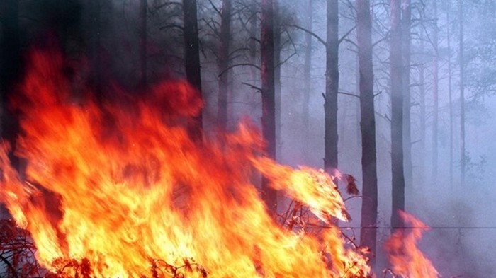 В Черниговской области горят 40 гектаров заповедных территорий