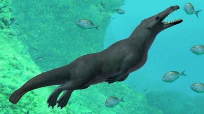 В Перу нашли останки четвероногого кита