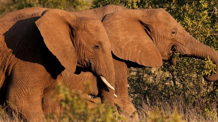 В ЮАР браконьера затоптал слон, а потом съел лев