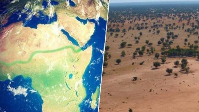 В Африке строят стену из деревьев вокруг Сахары