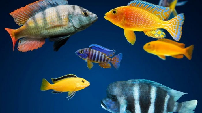 Эволюция обезумела. Всего за 16 000 лет в крупнейшем озере Африки три вида рыб создали 500 новых