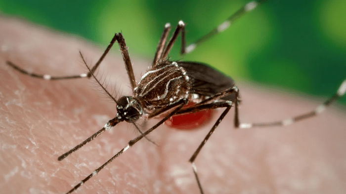 Кровососы стали еще опаснее: комары оказались переносчиками опасного заболевания