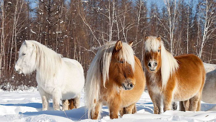 Ад на Земле существует и там живут лошади: как они выживают при температуре -70°C