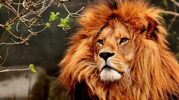 В Нигерии лев напал на работника зоопарка, ухаживавшего за ним 10 лет